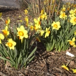 Loulou's Daffodils